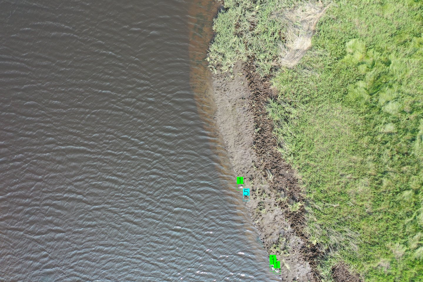 Drone imagery of salt marsh with AI-detected Diamondback Terrapins